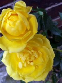Roses  (4)