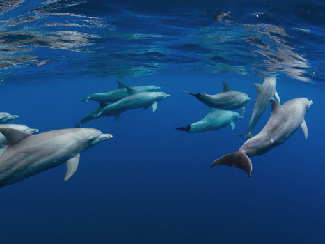 Image with missing alt attribute found on surfrider.org