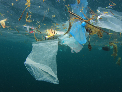 Image with missing alt attribute found on surfrider.org