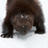 Image with missing alt attribute found on insideclimatenews.org