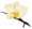 Vanille