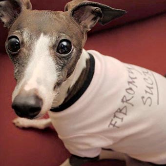 Customer cute dog wearing a 'Fibromyalgia Sucks' custom printed t-shirt.