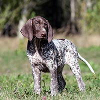 german shorthaired pointer puppy