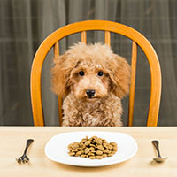 Image with missing alt attribute found on thehappypuppysite.com