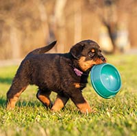 Image with missing alt attribute found on thehappypuppysite.com