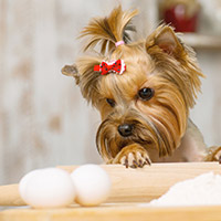 yorkshire terrier puppy