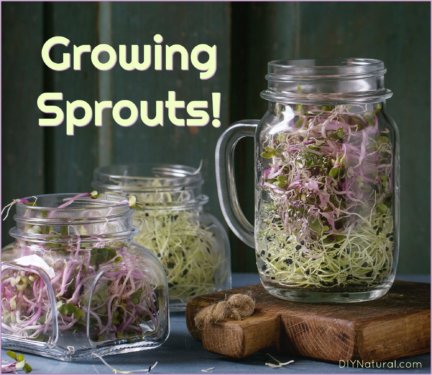 Growing Sprouts
