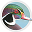 Canard