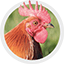 Poule