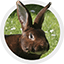 Lapin