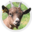 Mouton Ch&egrave;vre