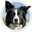 Chien