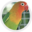 Oiseau exotique