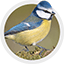 Oiseau du ciel