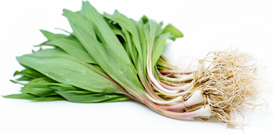 Link to Ramps