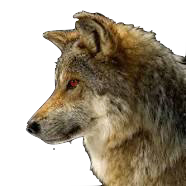 Demon Wolf