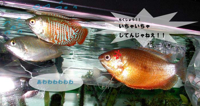 Image with missing alt attribute found on clown-loach.com