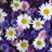 Image with missing alt attribute found on mypage.ru