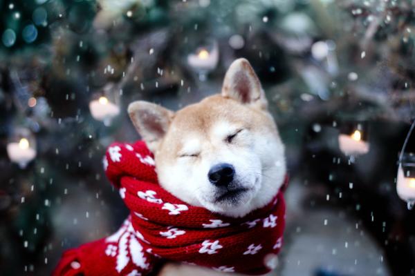 beautiful Cute Winter Animal Wallpaper 2560x1600