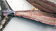Image with missing alt attribute found on fishtrack.com