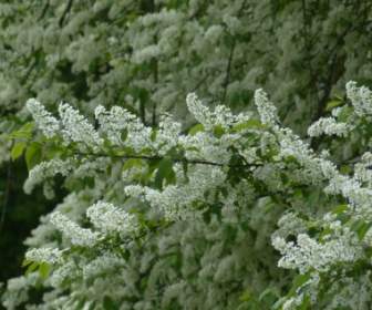 flowers common bird cherry white