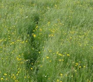 meadow flower meadow spring