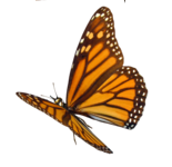 Image with missing alt attribute found on jardin-mariposa.com