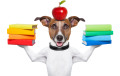 Image with missing alt attribute found on kidspressmagazine.com