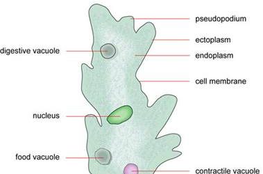 Amoeba