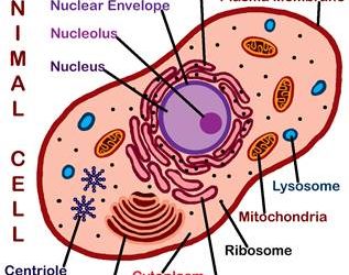 Cell Structure