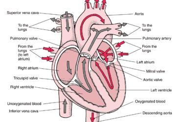 The Circulatory System
