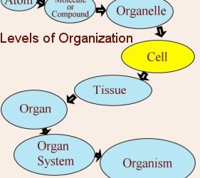 Cell Diversity