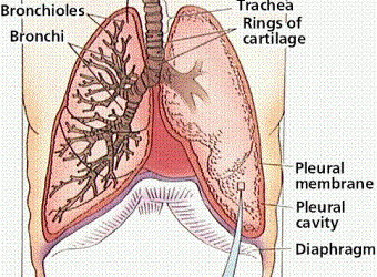 The Respiratory System