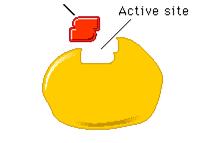 Enzymes