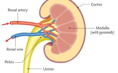 Excretion