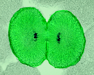 Cell Division