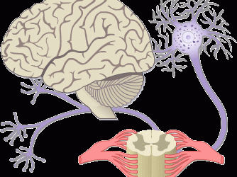 The Nervous System