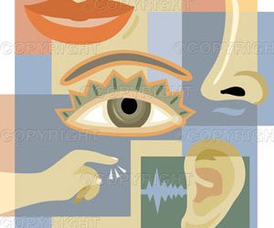 The Senses