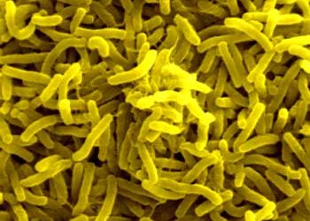 Bacteria