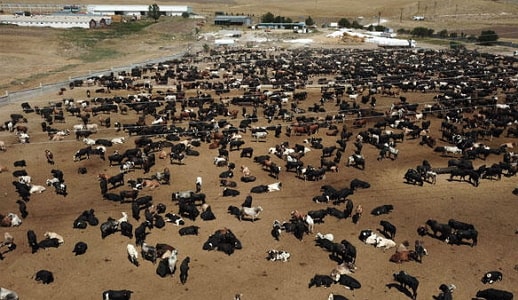 anthrax outbreak niger republic