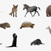 Animals