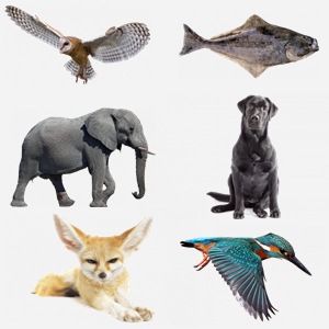 Animals