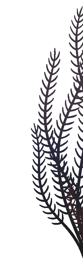 Image with missing alt attribute found on poisson-or.com