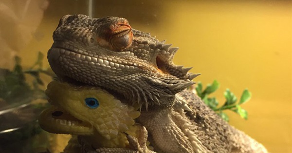 20 Funniest Animal Moments Caught on Snapchat