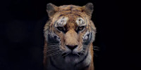Image with missing alt attribute found on cgchannel.com
