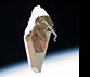 Image with missing alt attribute found on collectspace.com