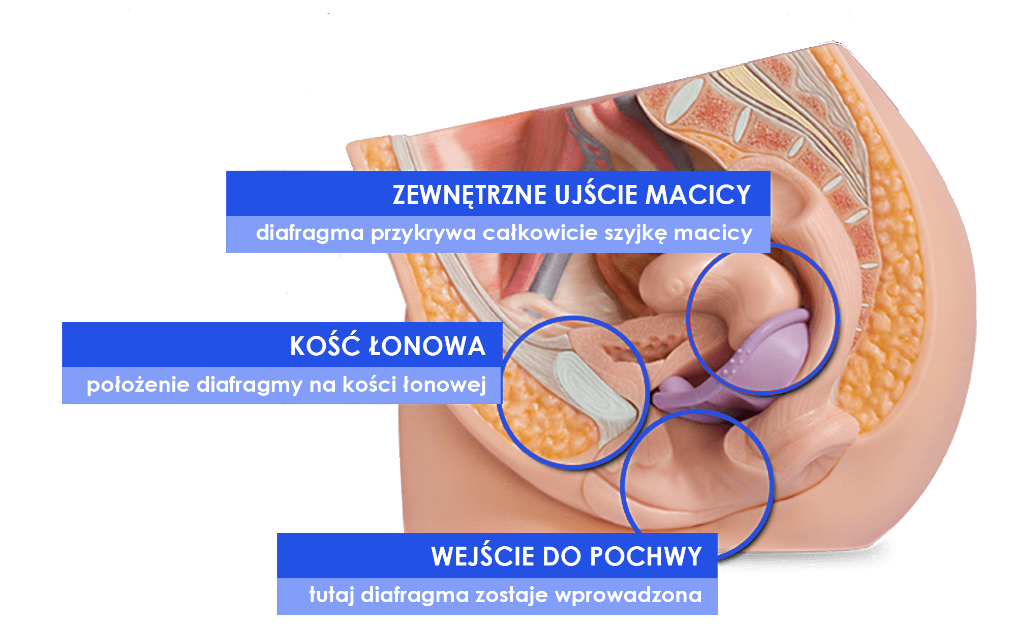 Image with missing alt attribute found on diafragmacaya.pl