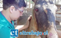 LUCHA POR SU VIDA.- Este m&eacute;dico veterinario atendi&oacute; al pobre potro &lsquo;Comisario&rsquo; en su lamentable estado, los due&ntilde;os del animal esperan no tener que sacrificarlo.