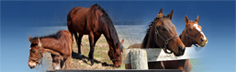 Image with missing alt attribute found on equineline.com