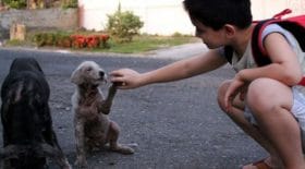 animaux